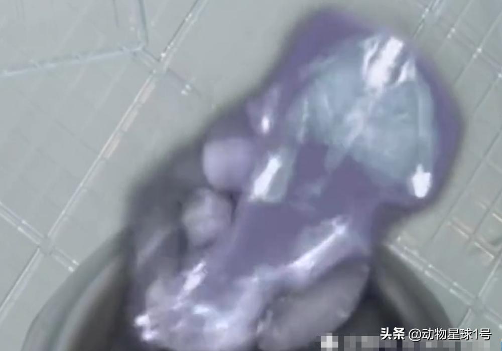 仓鼠的颊囊能塞下多大的东西,仓鼠的颊囊里能藏多少东西