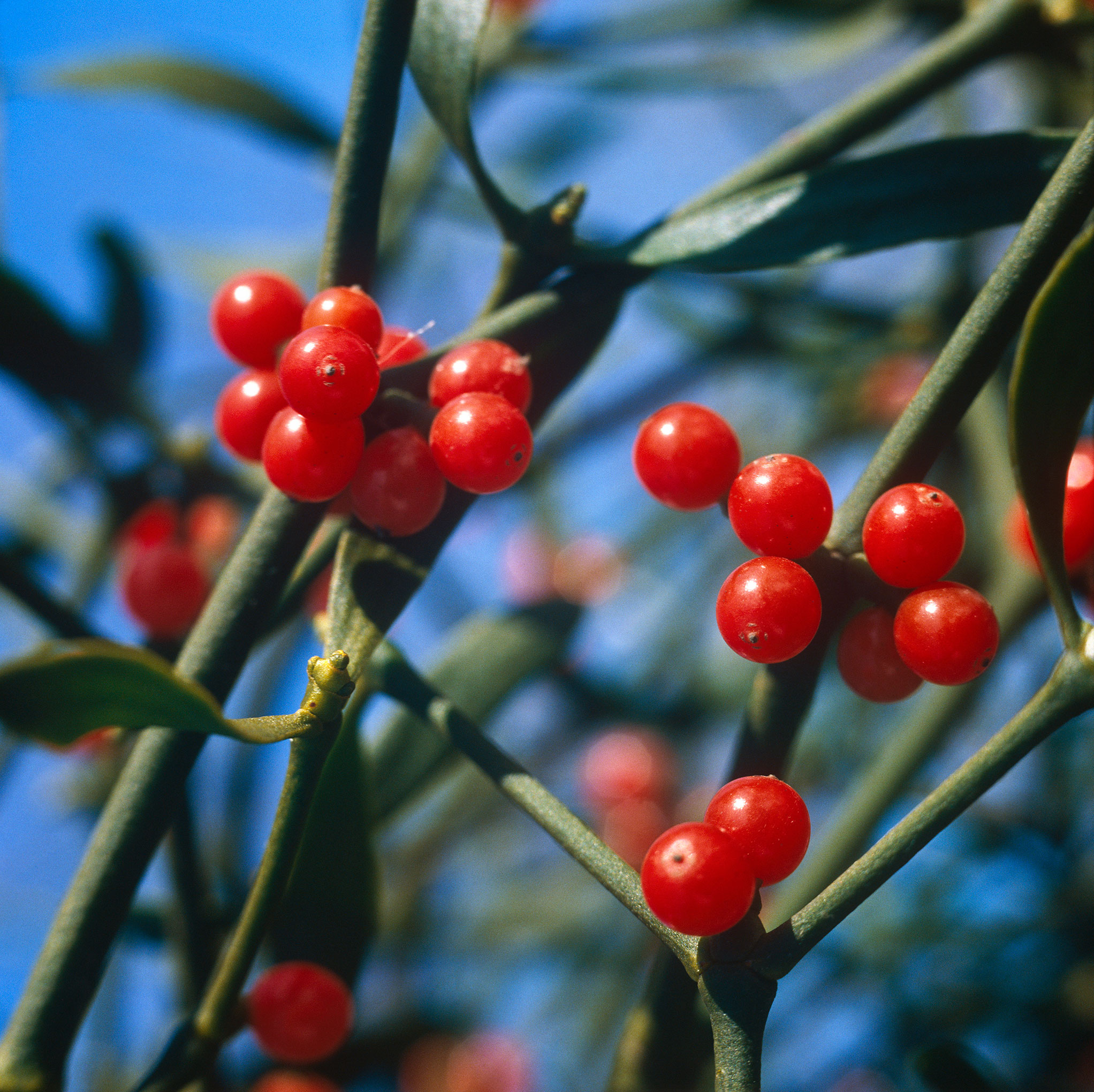节日英语学习,圣诞节歌曲英文教程