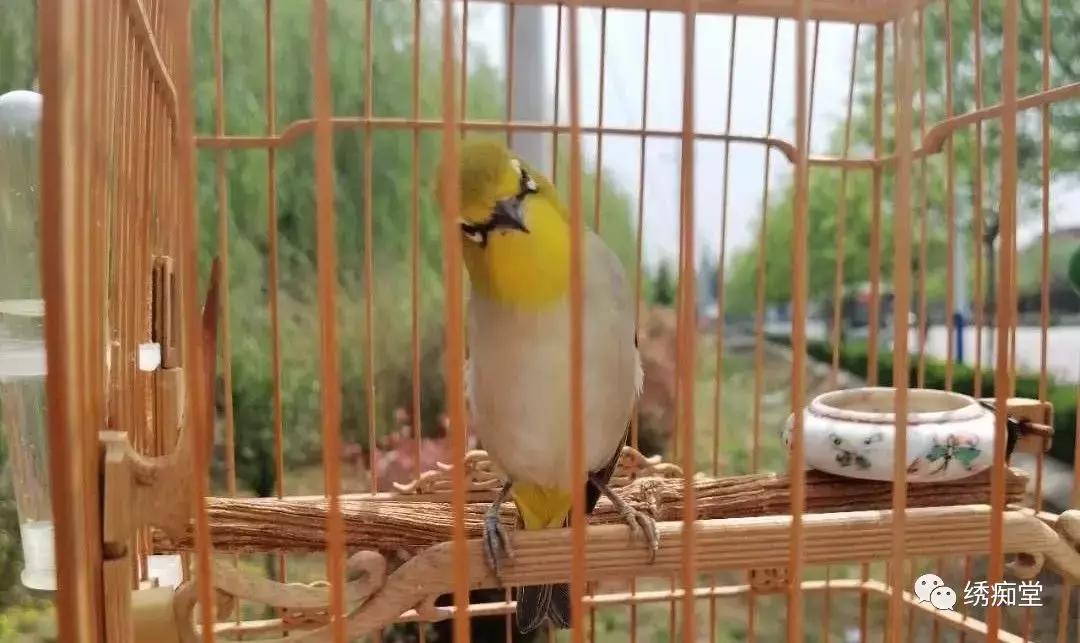 防鸟啄方法,如何有效防止鸟呛奶