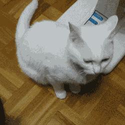 猫猫为什么总把脚放我脸上,为什么猫猫喜欢把头埋在臂弯