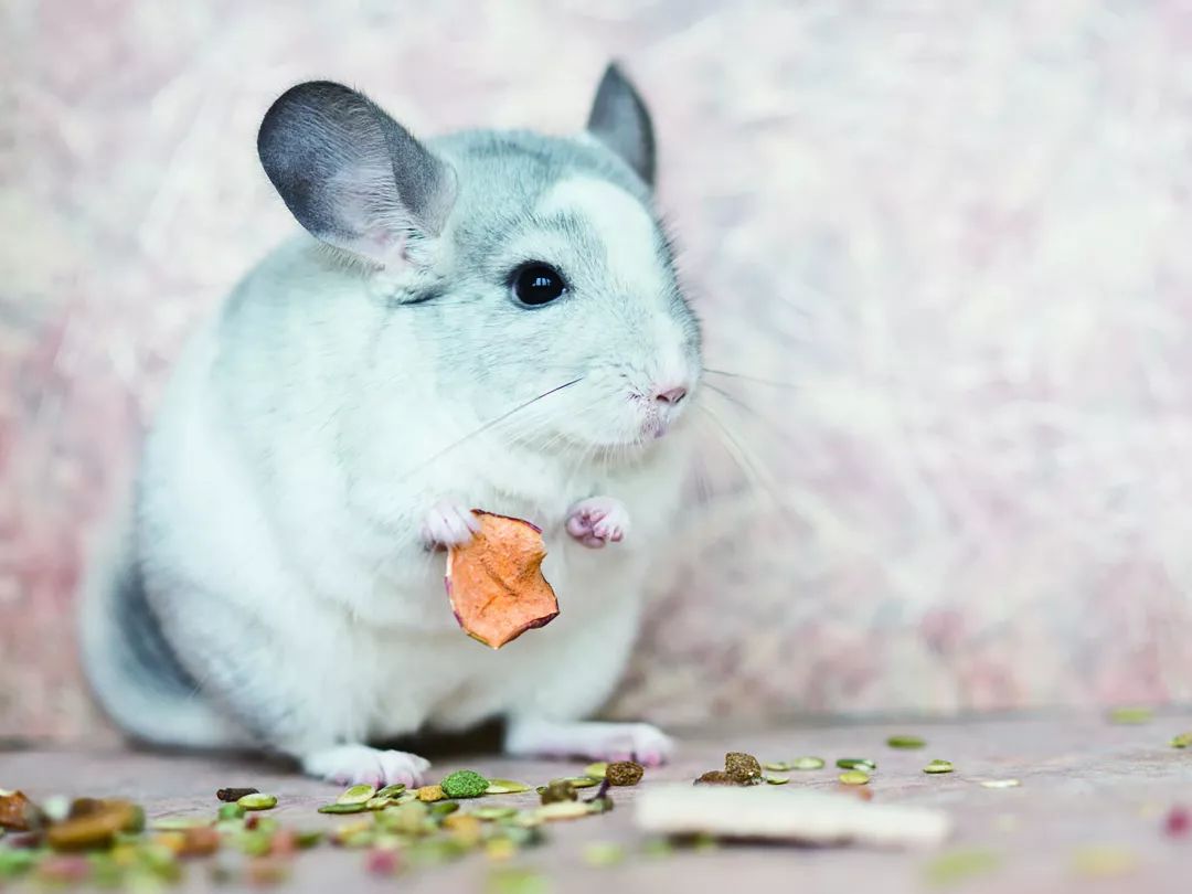 别让骨折妨碍了龙猫跳跃的步伐