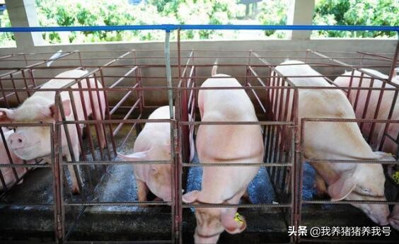 硫酸黏菌素有什么作用和功效,兽用硫酸粘菌素可以长期喂吗