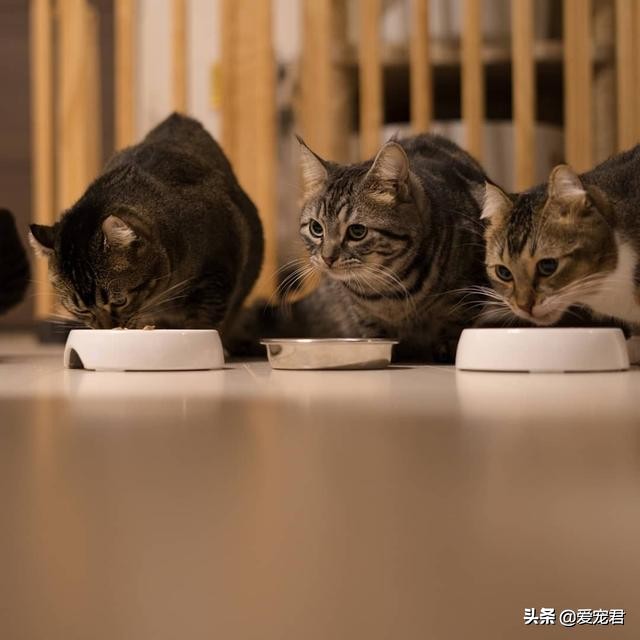 如何克服猫咪的紧张情绪,关于猫咪应激铲屎官应该了解一下