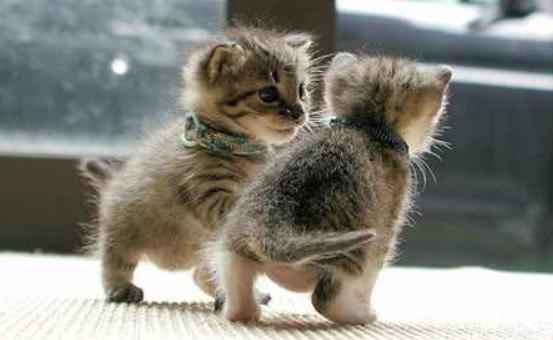 如何挑选一只自己喜欢的猫咪,怎么从一窝猫咪里挑选最乖的一个