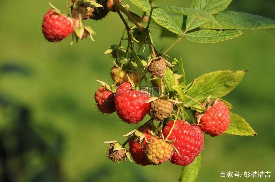 儿时的记忆农村野果,家乡野果记忆深处的味道