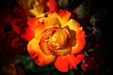 十二星座女无法逃避的爱情黑洞,十二星座无法抵抗的女生