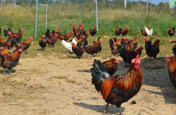 家里的鸡瘟怎么办,家养鸡得了病怎么办啊