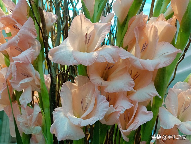 vivoy73s测评,vivoy73s重要参数详细