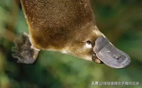 这60种罕见动物你见过几个,60种灭绝的动物