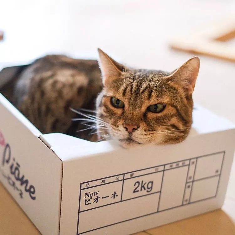 为啥猫是液体的,猫咪是液体猪吗