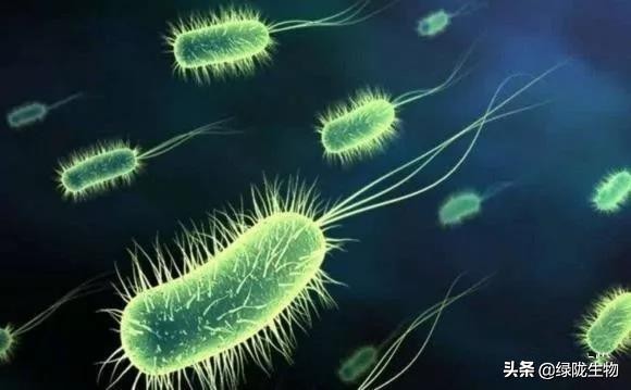 硝化细菌在虾蟹养殖中的作用,硝化菌在水产养殖的应用