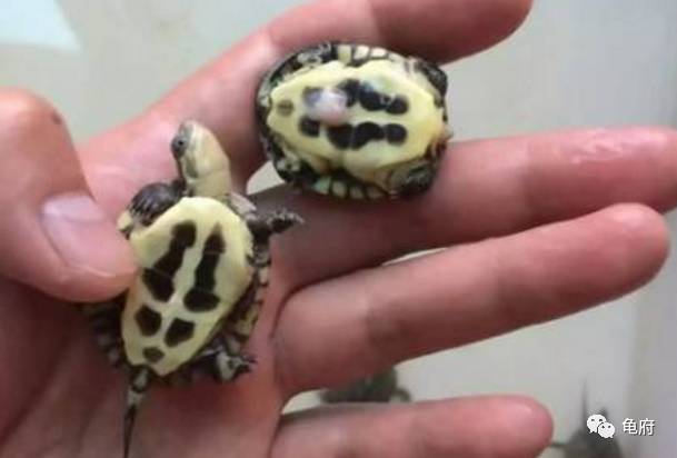 鉴赏花草模板,小青苗照片