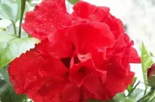 中国各市的市花,全国56个城市市花一览