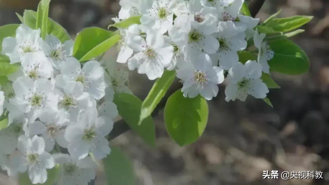 中国影像方志|昌黎：山海交汇地秧歌博采众长黄金海岸排船凝聚造船智慧