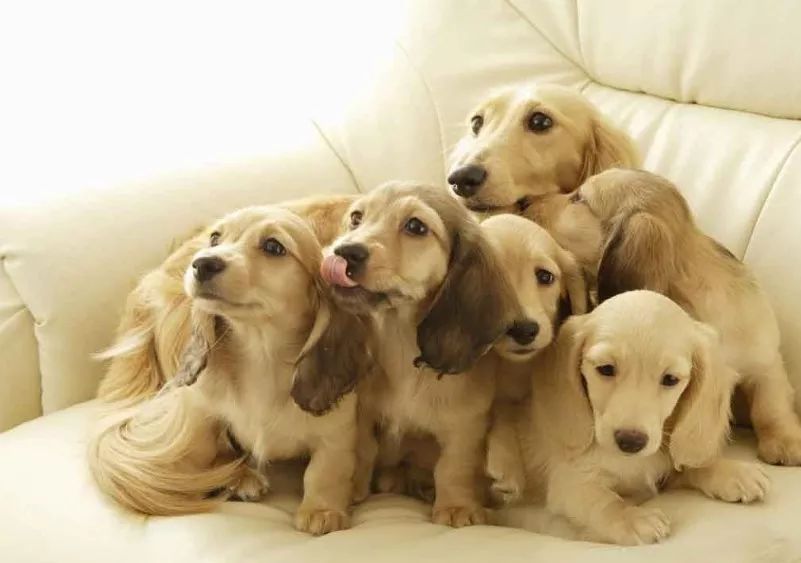 怀孕期间狗狗需要注意什么,狗狗怀孕注意事项和禁忌