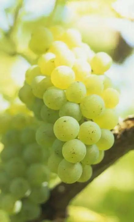 南非葡萄酒产区分布图,南非酒世界