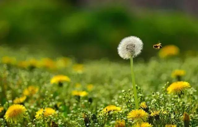 清热解毒消肿散疮消菌的蒲公英经济实用好处多，鸡病不见了