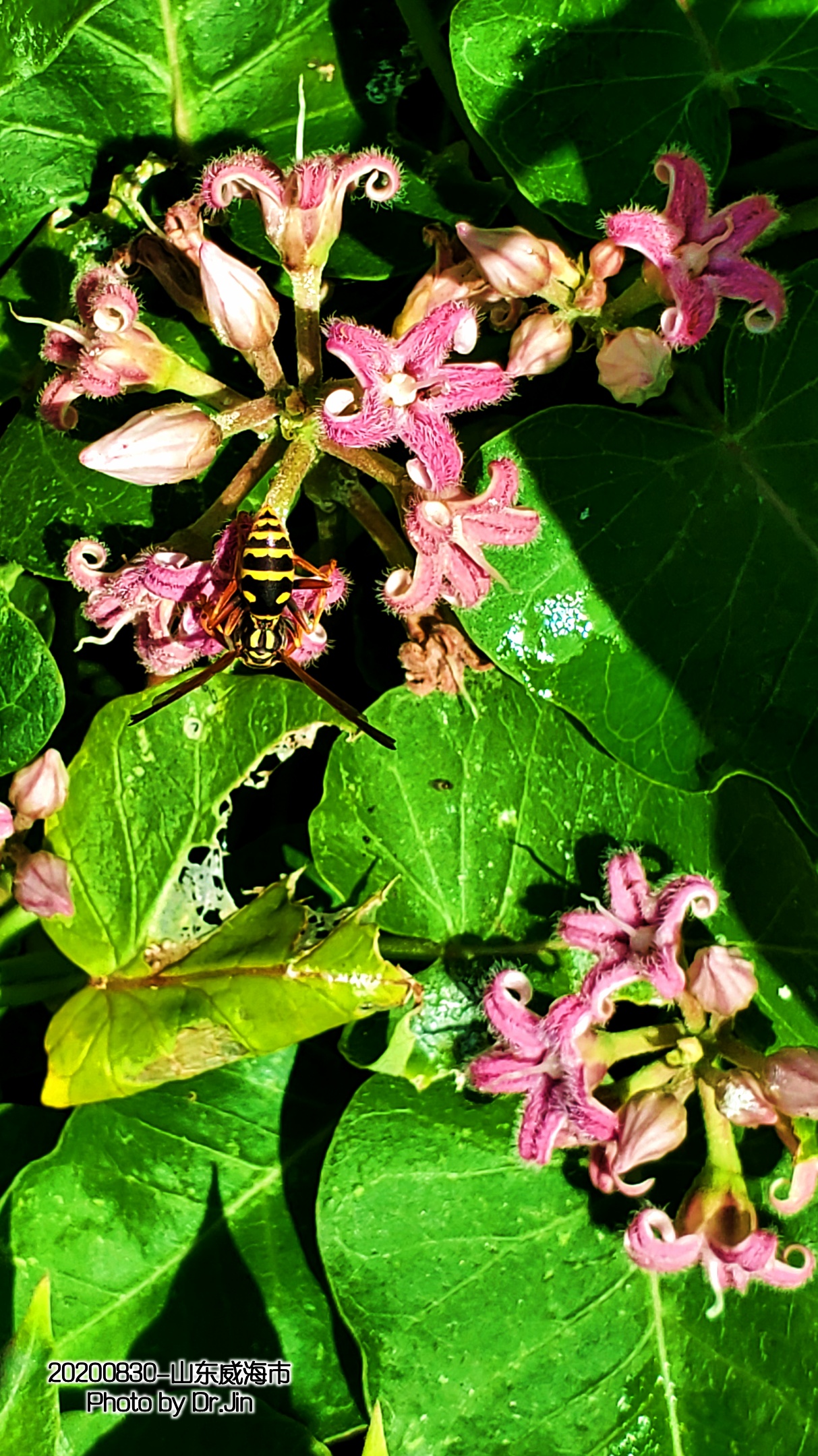 金行博览：补虚劳，益精气-萝藦