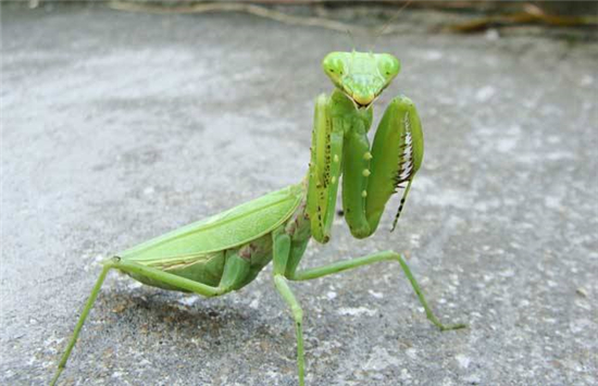 巨螳螂吃什么食物,螳螂吃什么蔬菜讲解