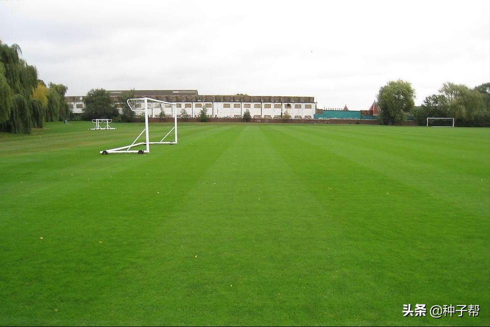 暖季型草坪有哪些,哪种暖季型草坪最适合在北方种植