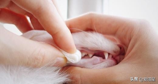 猫咪日常清洁护理,这七件事你做了吗?
