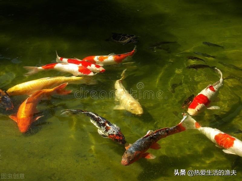 锦鲤饲养教程视频,蝴蝶锦鲤饲养技巧