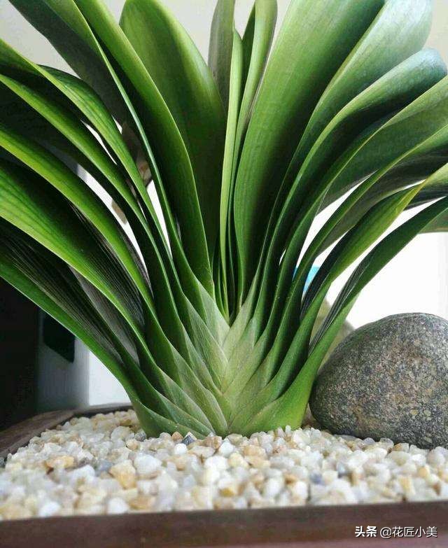 花卉换盆后僵苗会自己恢复吗,盆栽换盆僵苗弱苗如何快速恢复