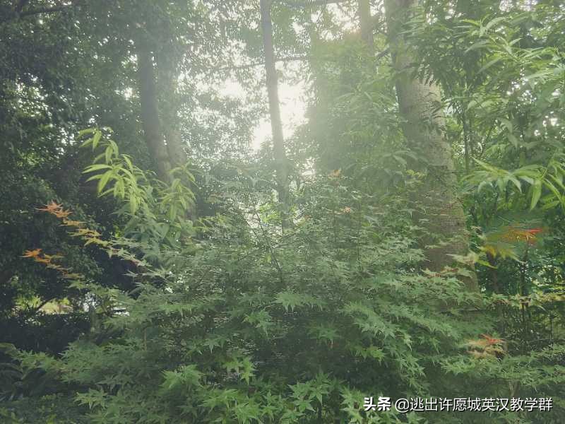 英语考定语从句的填空题,英语在选择题的时候怎么判断从句