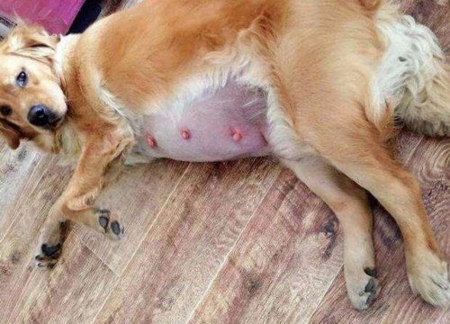 狗狗假孕的症状、原因及危害