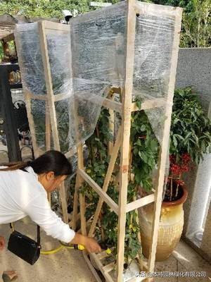 网上买的月季大苗好活吗,网购的月季大苗上盆要剪掉花苞吗