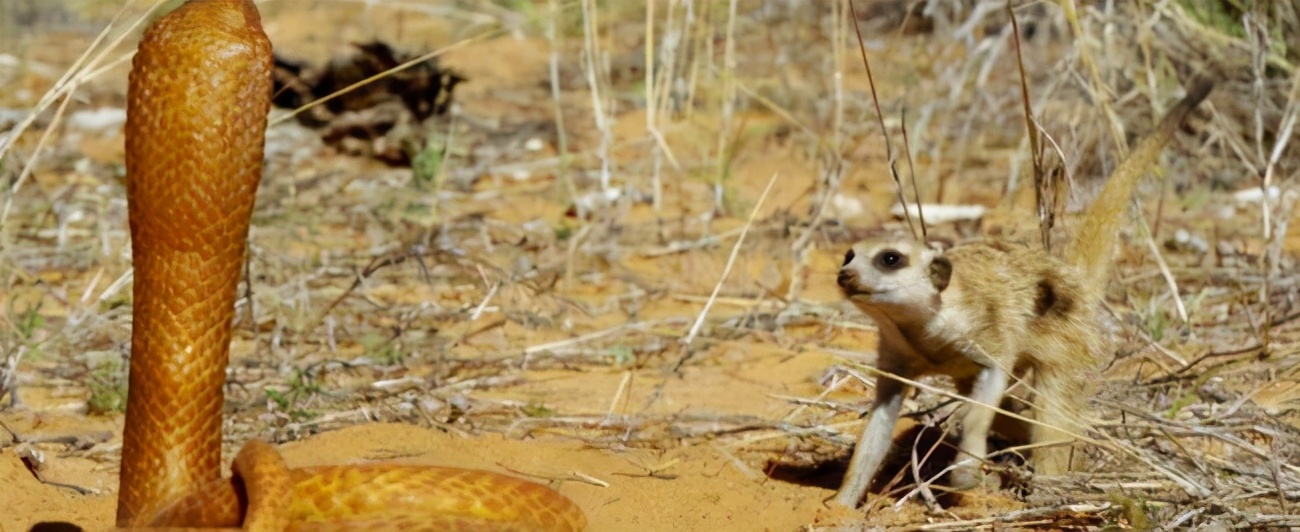 狐獴为什么只有女王有繁殖的权利,心狠手辣的狐獴