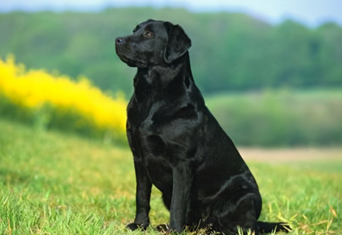 为什么黑色的拉布拉多很少有人养,黑色拉布拉多1-12个月变化图