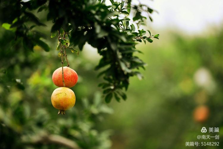 石榴一般几月份熟,石榴怎么判断熟了