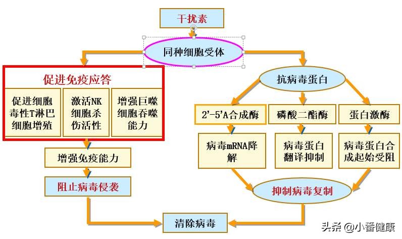 乙肝干扰素有哪些不良反应,乙肝干扰素完全无不良反应