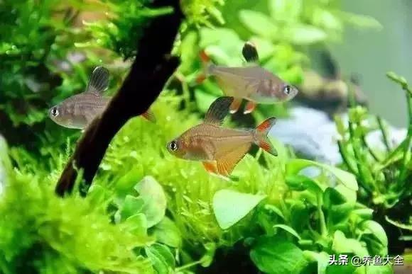 养鱼大神都养什么鱼,鱼缸养鱼都有哪些鱼