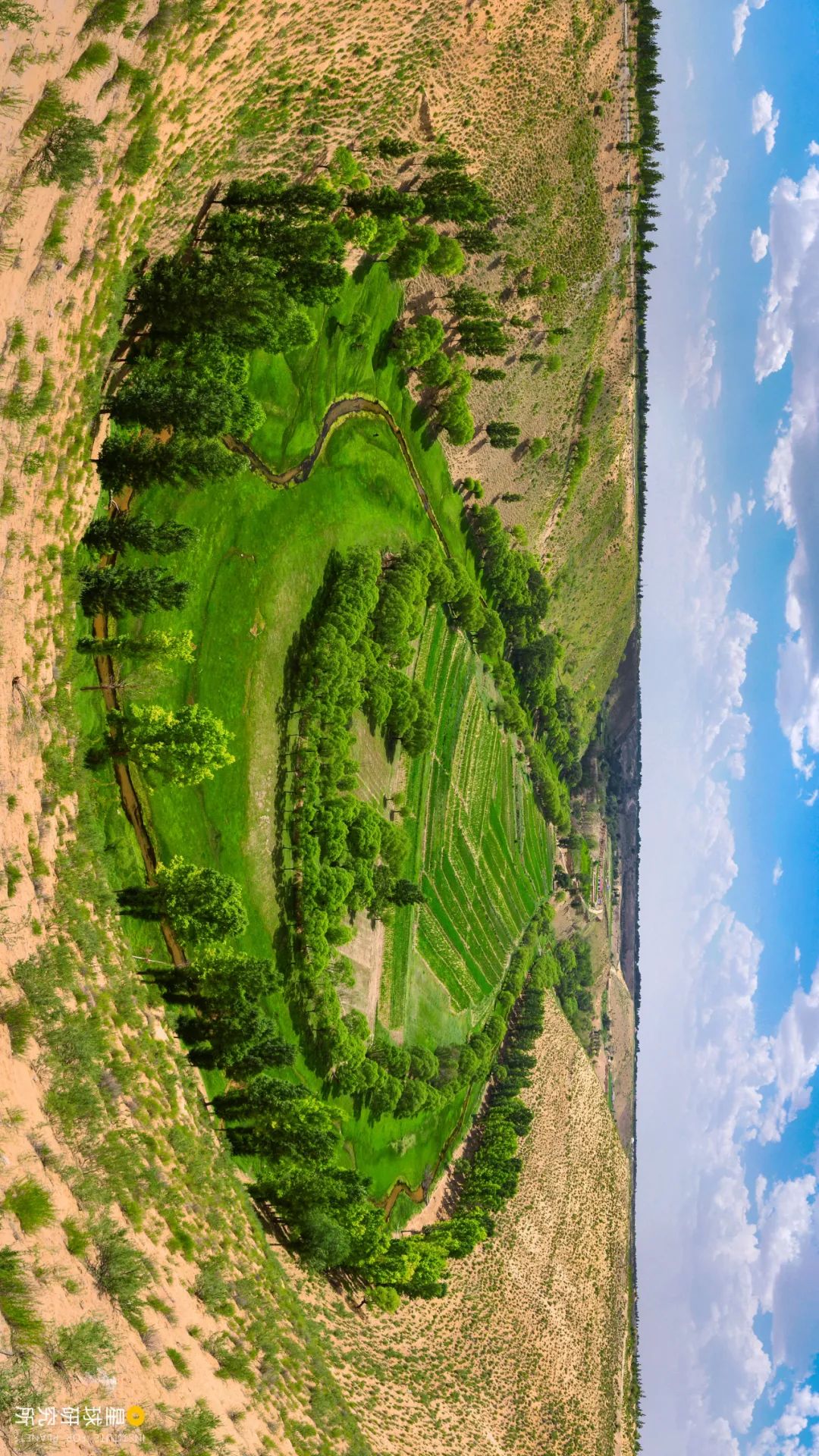 中国植树造林成果国外有什么看法,植树造林改造沙漠