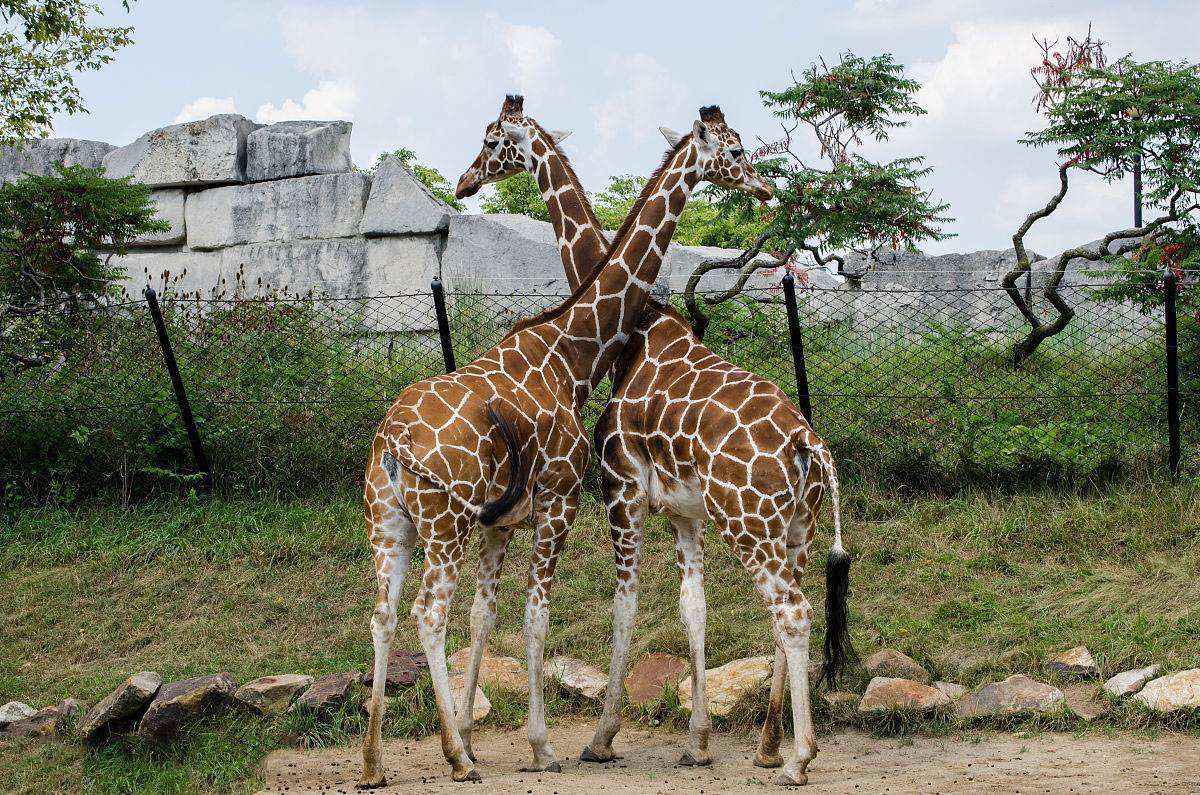 郑州嵩山野生动物园规划图,郑州野生动物园三月份开始建吗