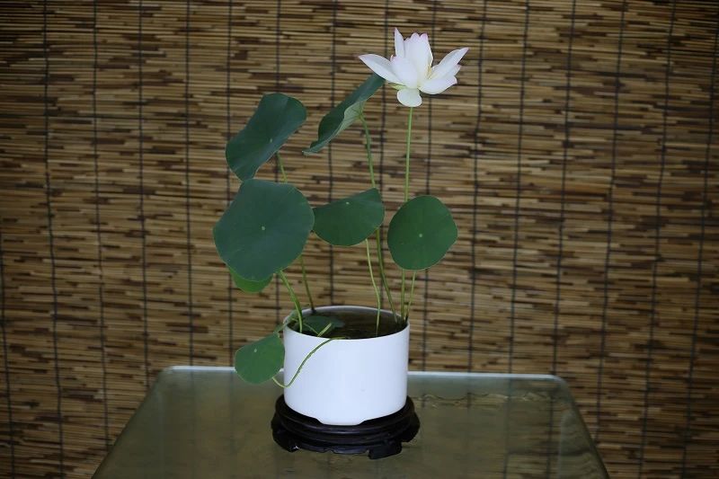 碗莲莲子种植方法全过程,用莲子种植碗莲