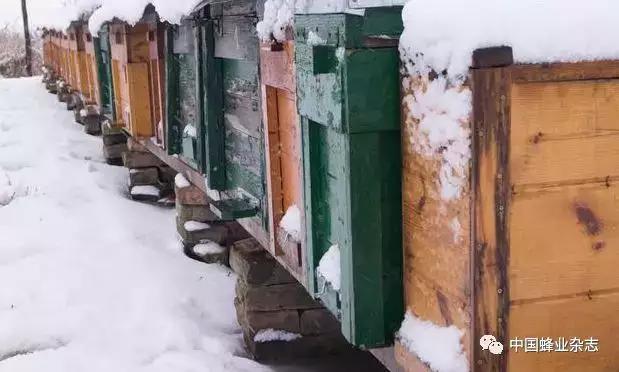 蜂箱有虫子怎么办,蜂箱壁上有很多蜂是怎么了