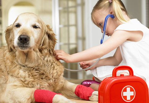 养狗家中常备杀虫药,养狗家庭常备药品你备齐了吗