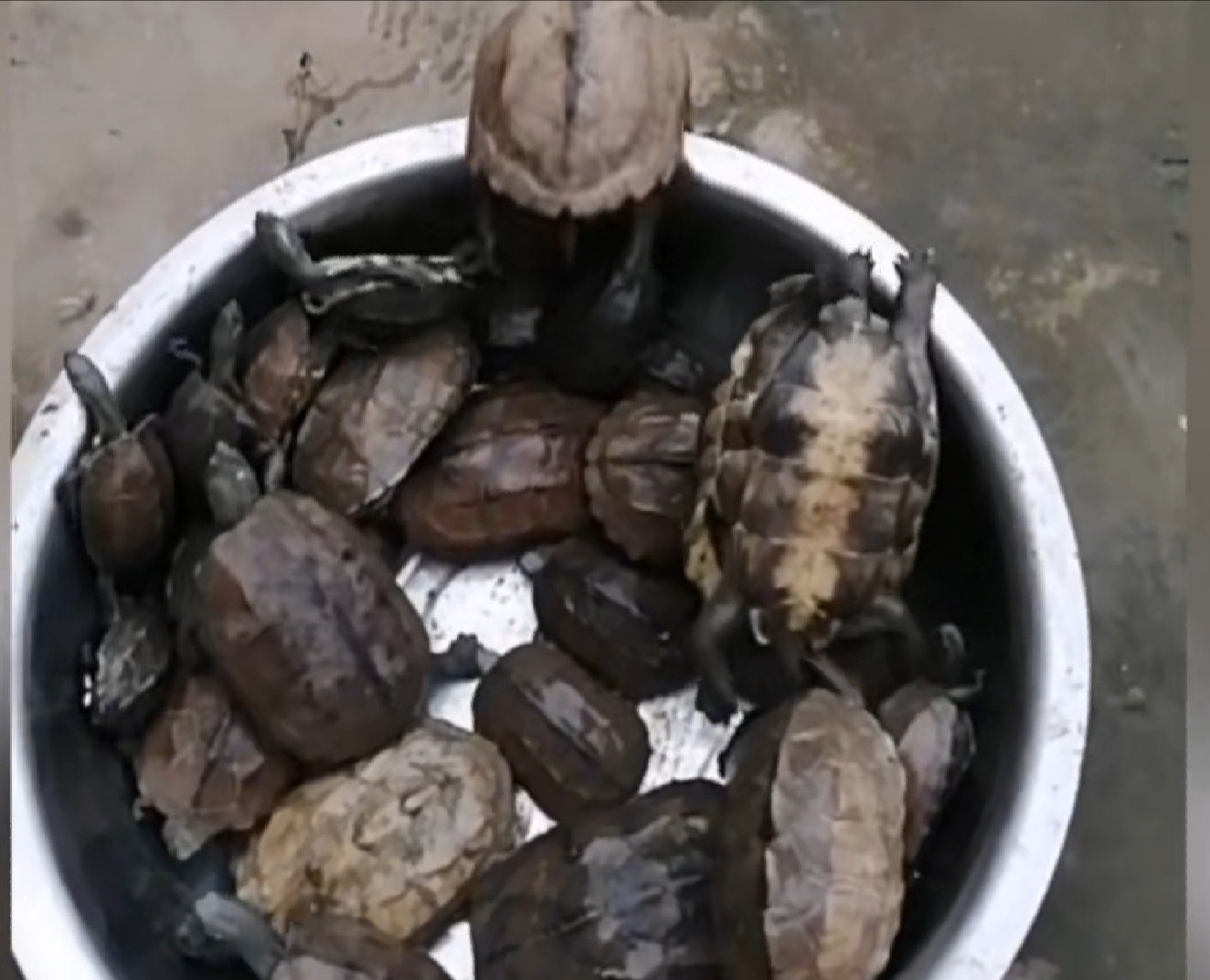 洪水侵袭,湖北荆门稻田里乌龟密密麻麻,当地老乡:发财了