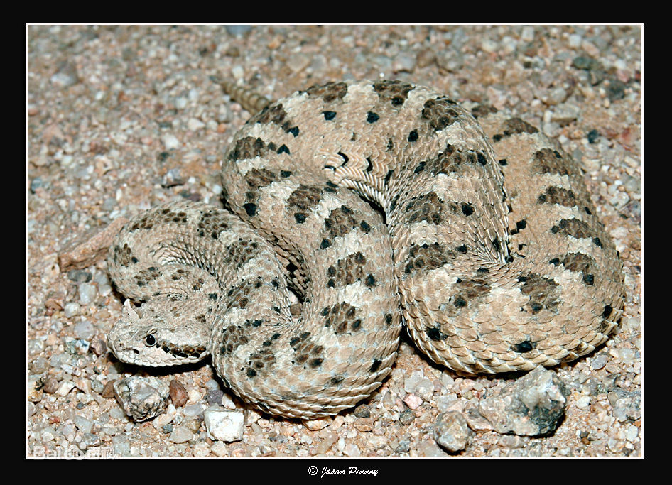 冷血精神病有感情吗,冷血精神病治疗