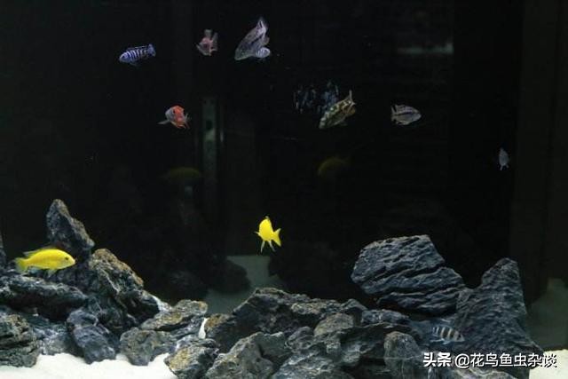 养三湖鱼需要什么水草,三湖鱼怎么喂食