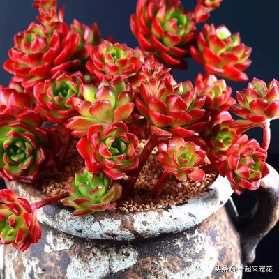 火焰蒂亚多肉徒长了如何修剪视频,火焰蒂亚徒长细长弯曲怎么处理