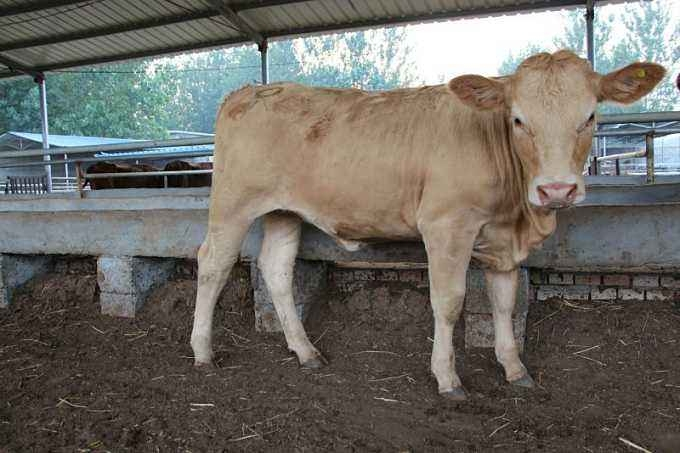 牛总是吐白沫怎么回事,牛总是嘴上流白沫怎么回事