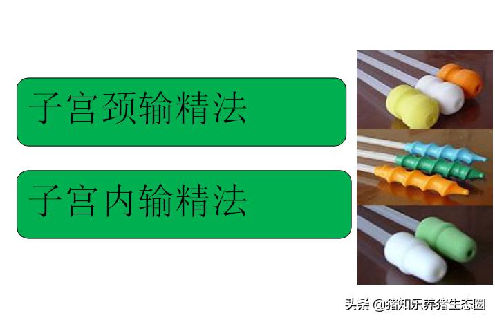 猪授精的正确方法,猪授精的正确方法是什么