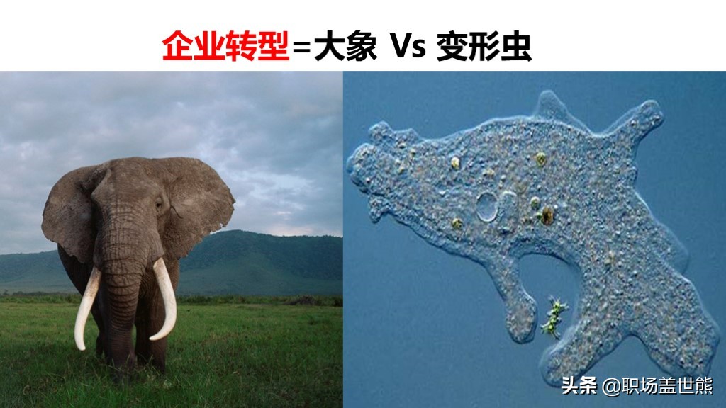 动物世界给我们的启示,动物世界教育意义