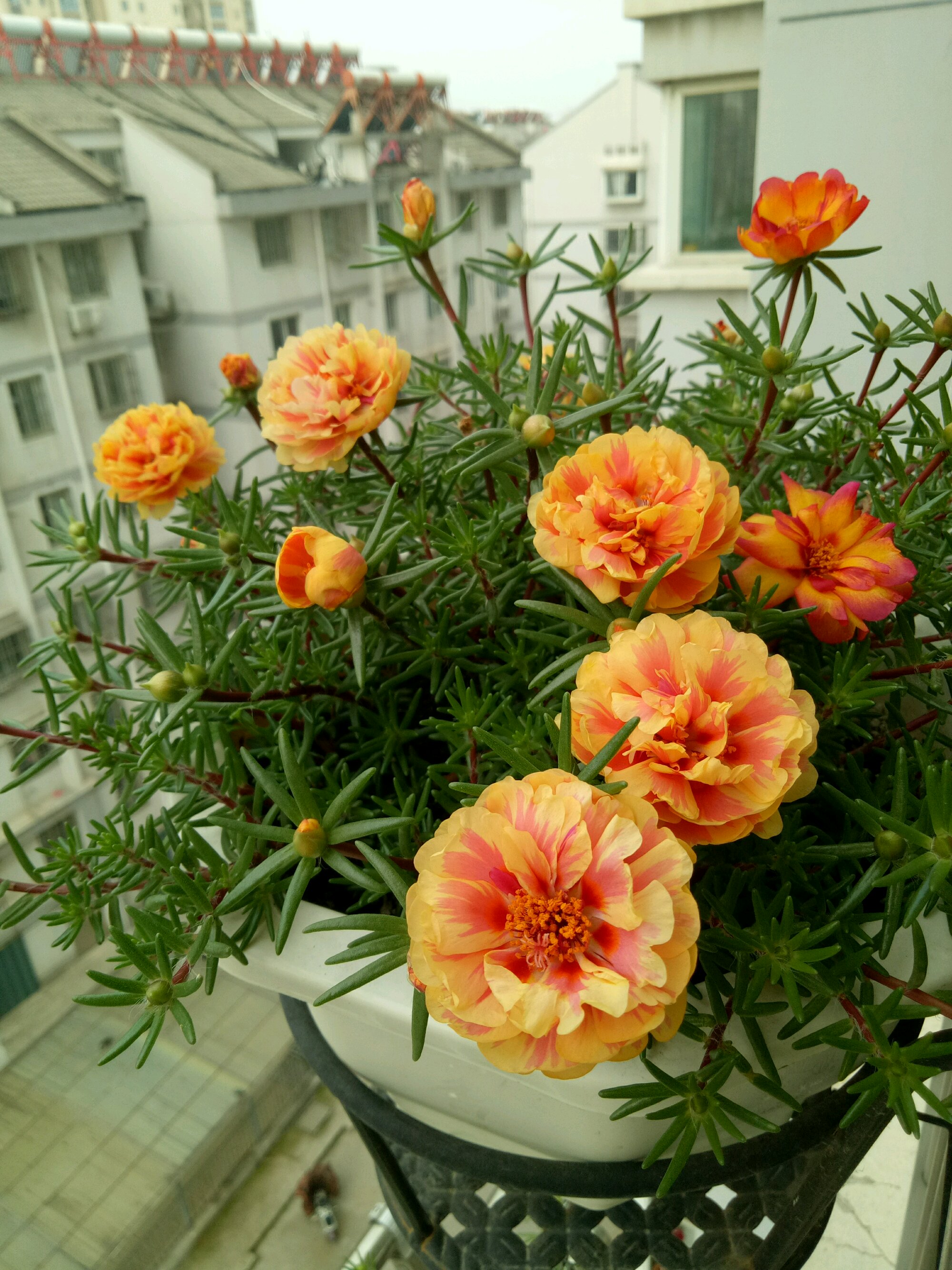 夏季养花，养棵“橙芙蓉”试试，天气越热，花开越美，三季能赏花