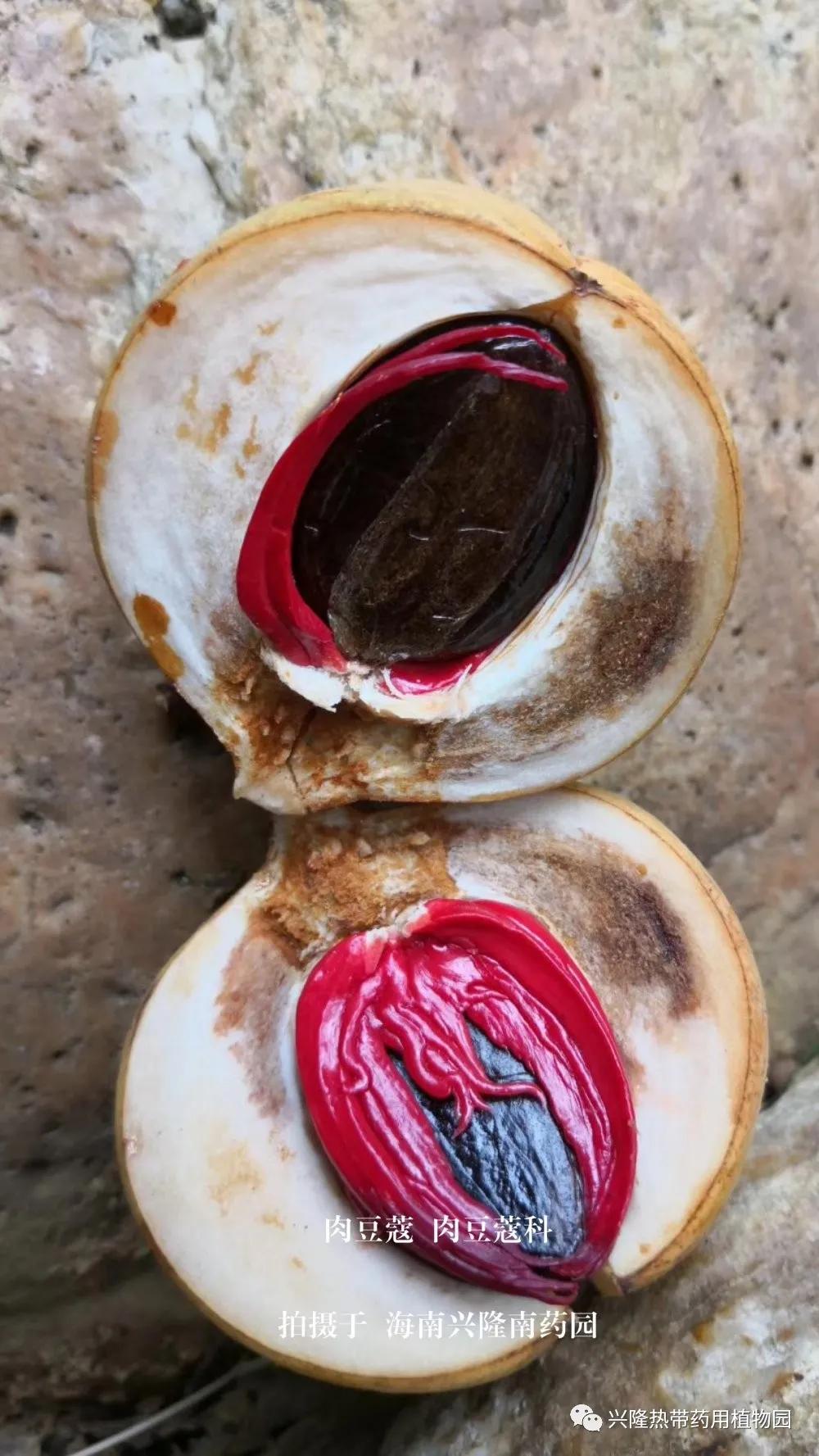 南药科普视频,南药科普