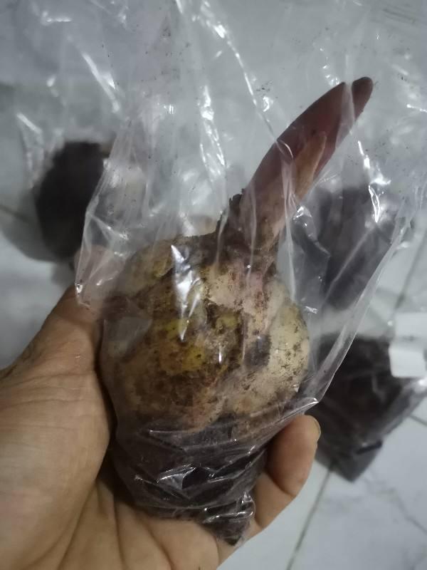 百合繁殖的小球怎么养大,百合可以边养球边开花吗